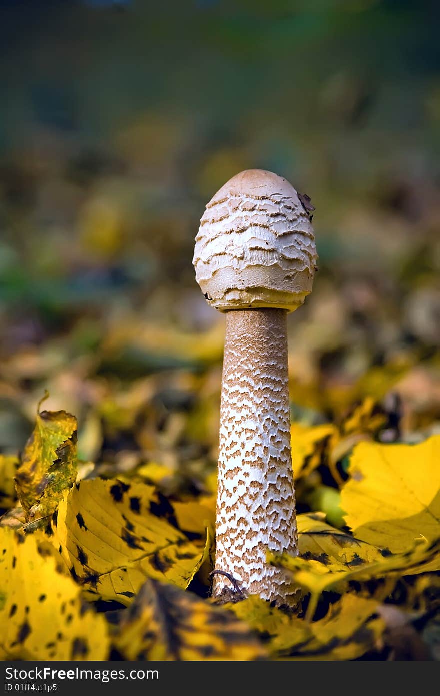 Autumn is time to break through the leaf fungus. Autumn is time to break through the leaf fungus