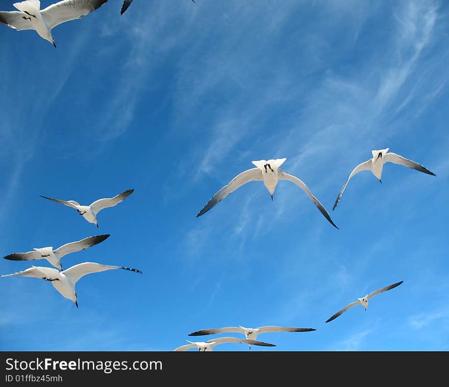 Seagulls in a sky