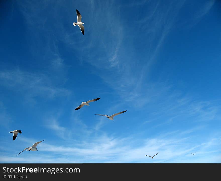 Seagulls in a sky