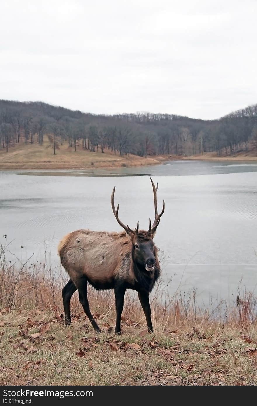 Bull elk