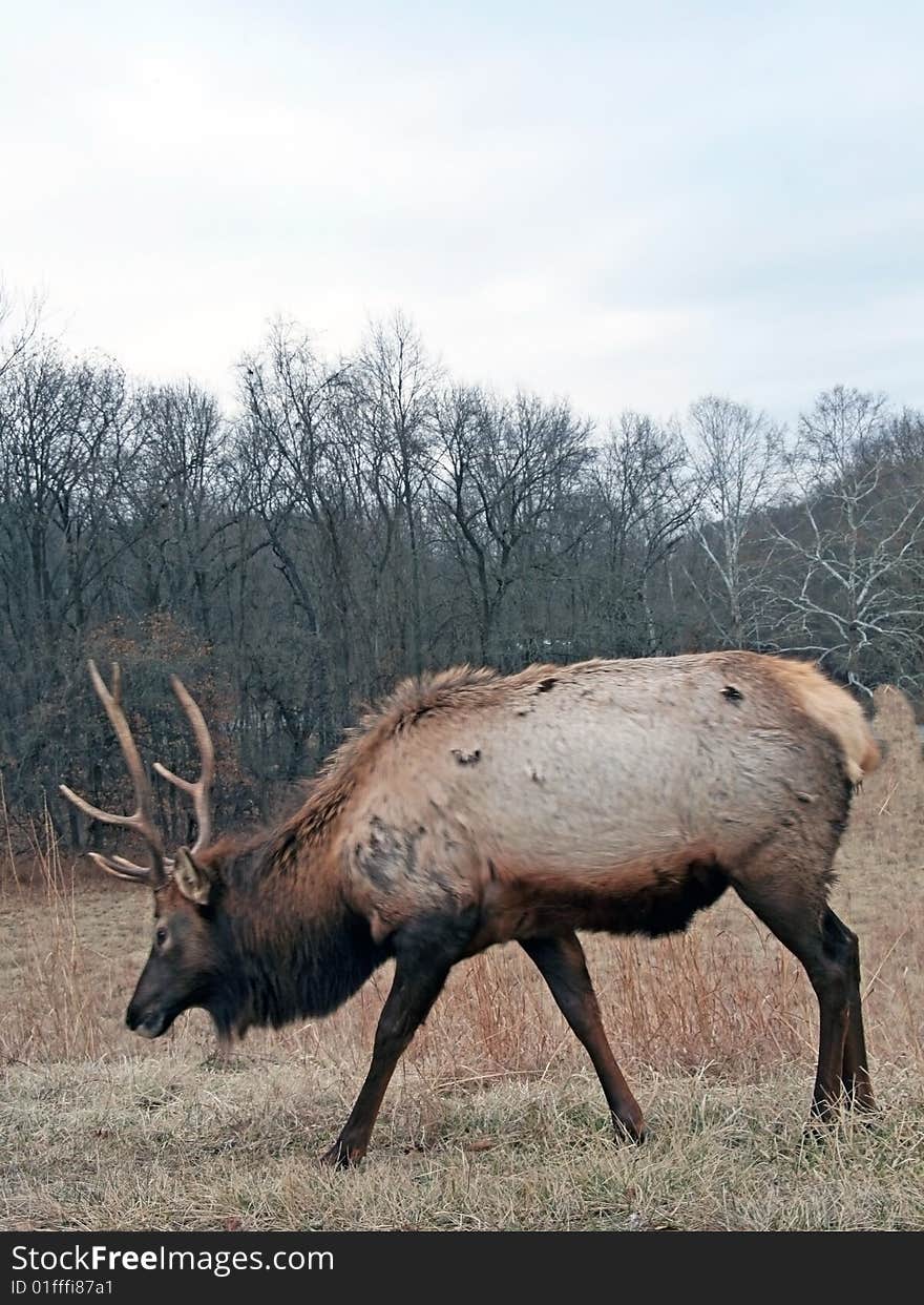 Bull elk