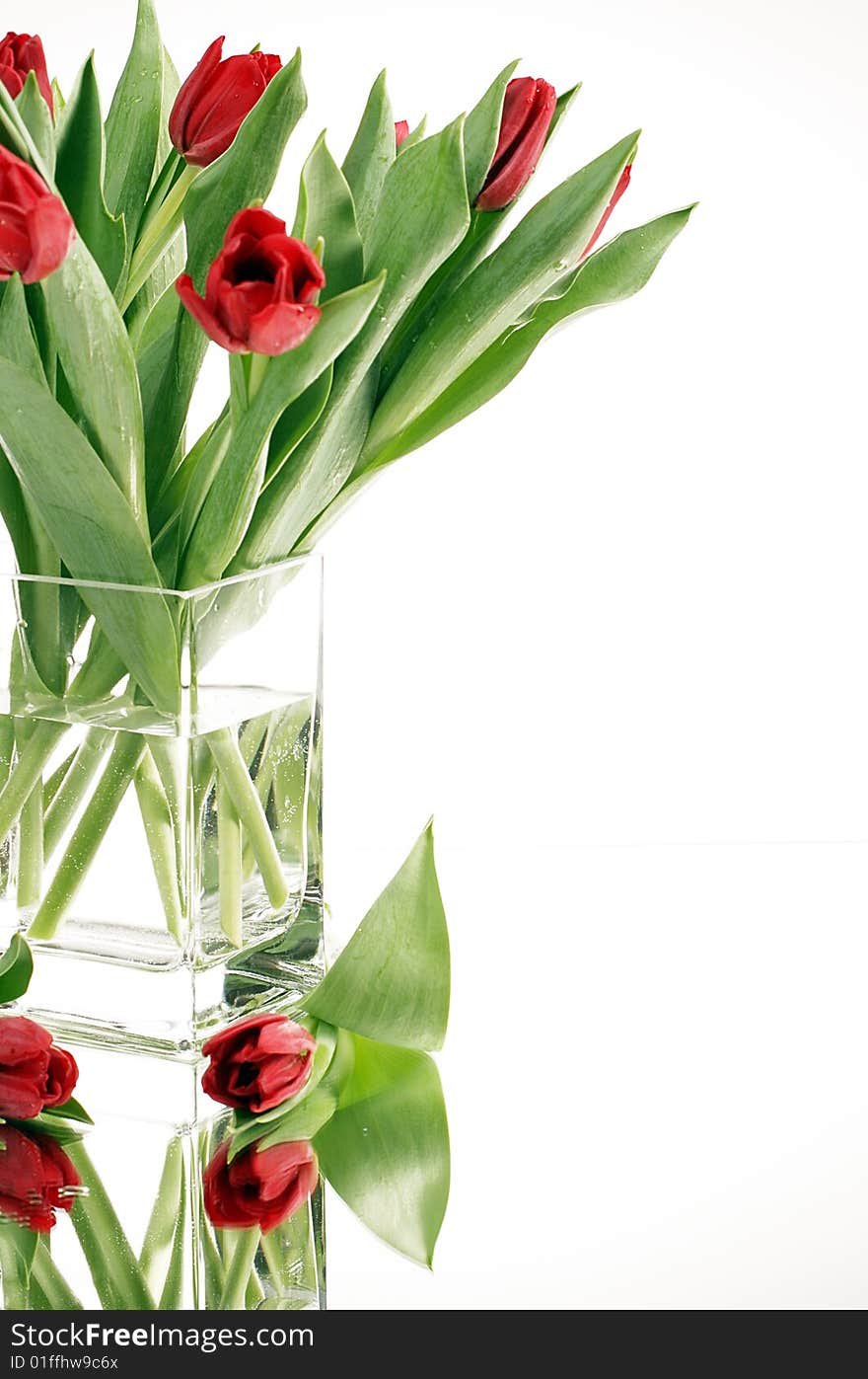 Red tulips in vase on the mirror on white