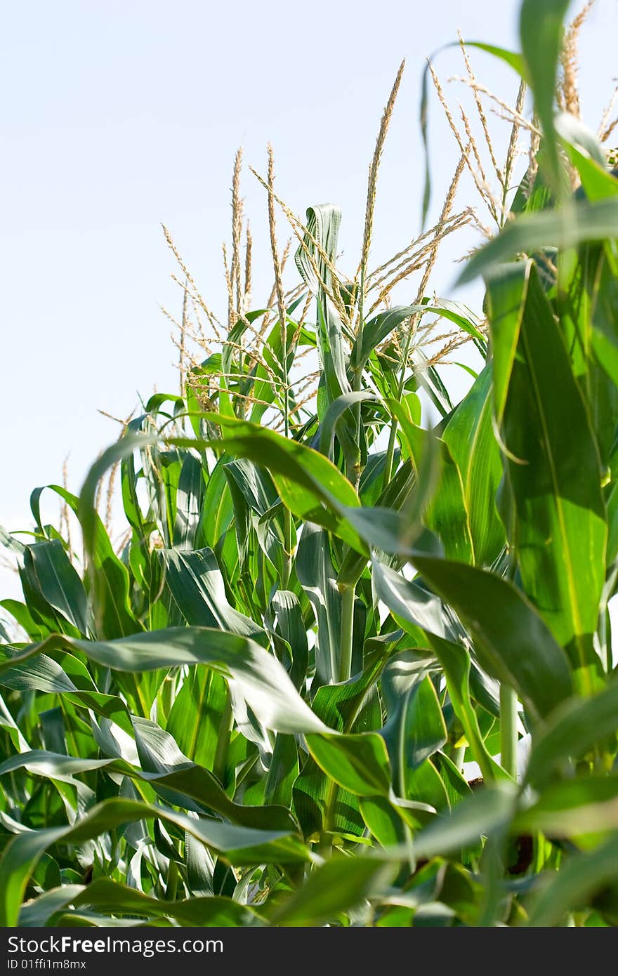 A cornfield and its rows of corn