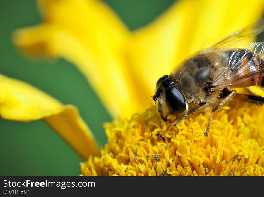 Bee macro