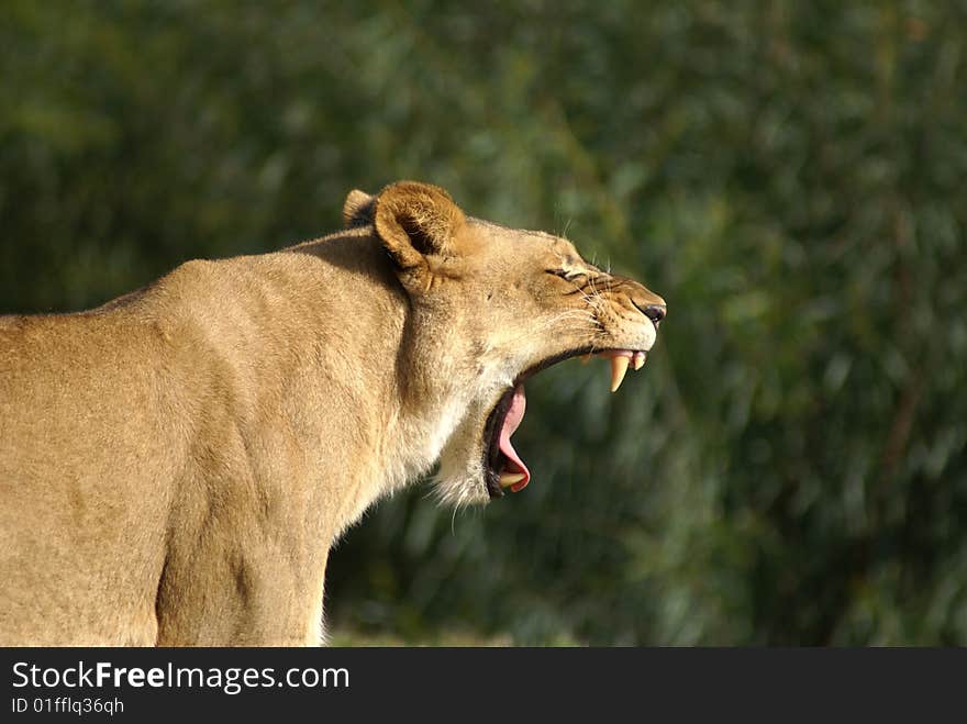 Close up of a female lion showing her teeth. Close up of a female lion showing her teeth