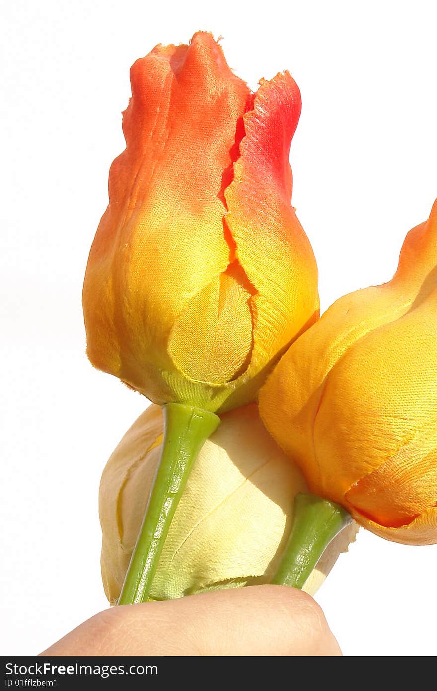 Two flower in hand on white background. photo image. Two flower in hand on white background. photo image