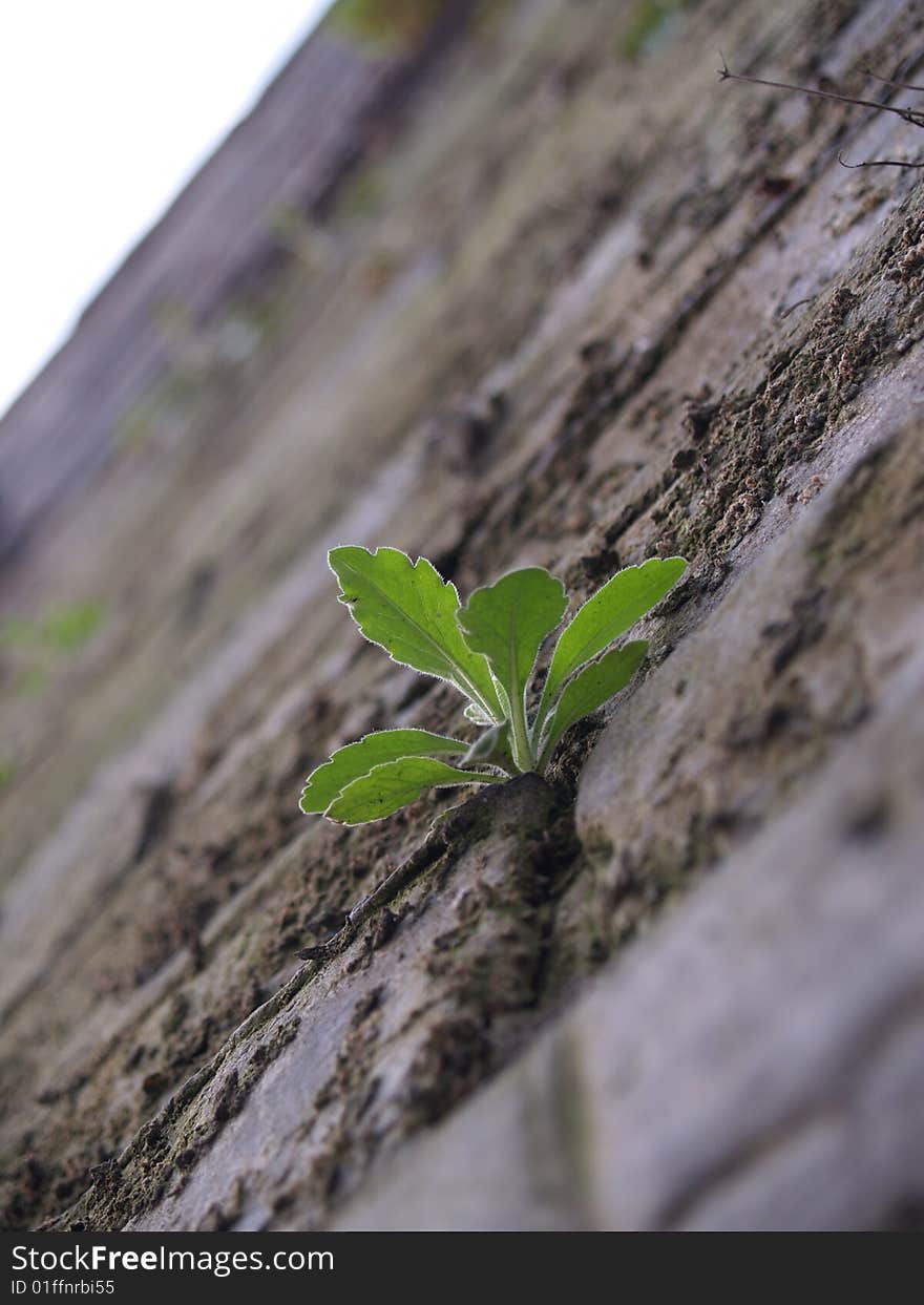 Small grass