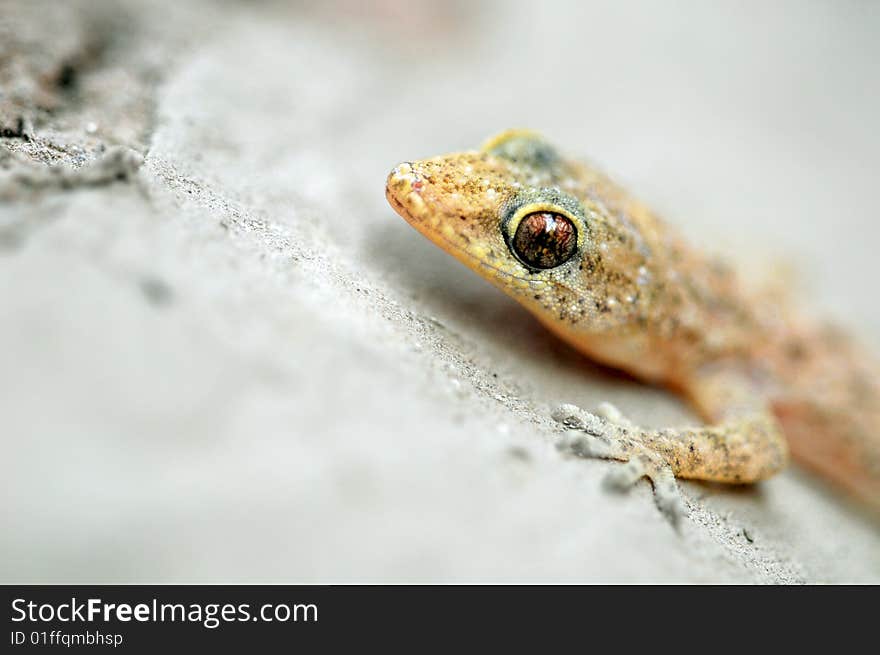 Closeup of house lizard looking great.