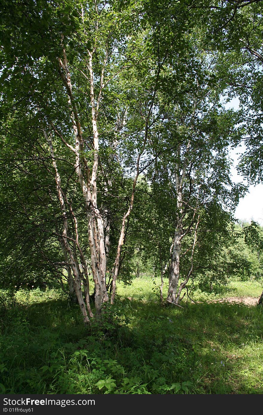 Stone Birch