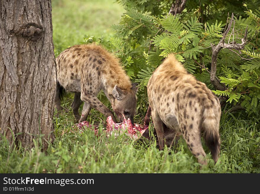 Hungry Hyenas