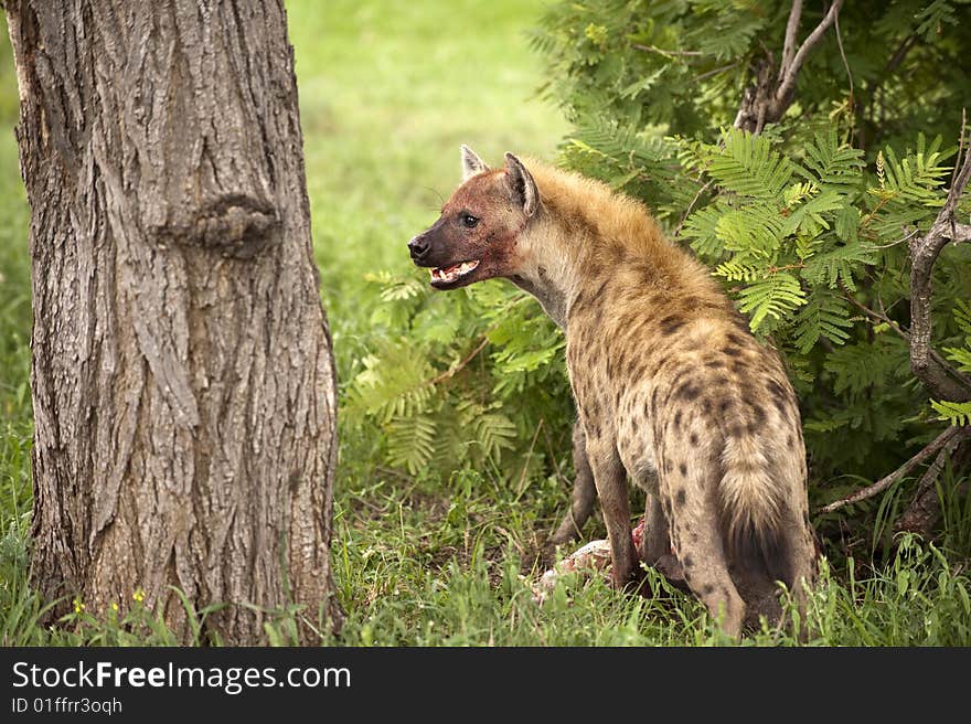 Hungry hyena eating dead animal