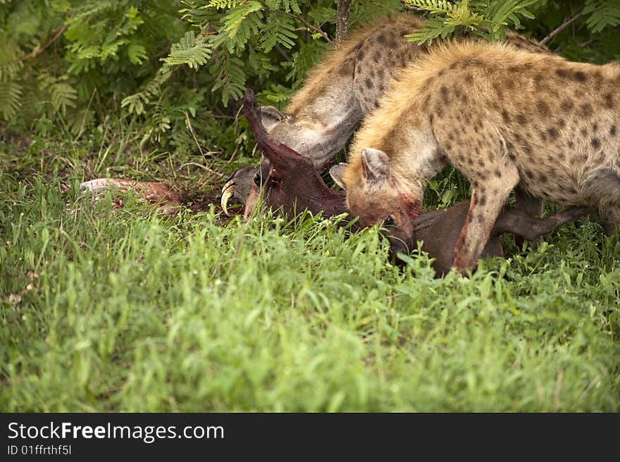 Hungry Hyenas