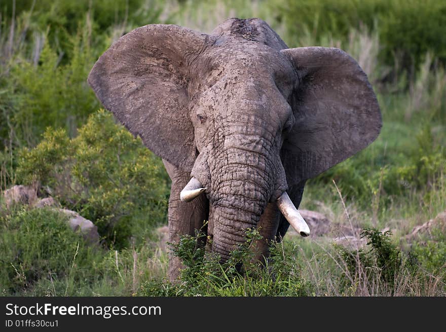 Male elephant in Kruger Park