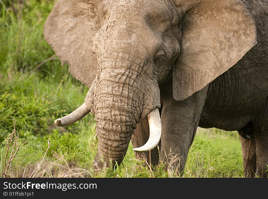 Male elephant in Kruger Park