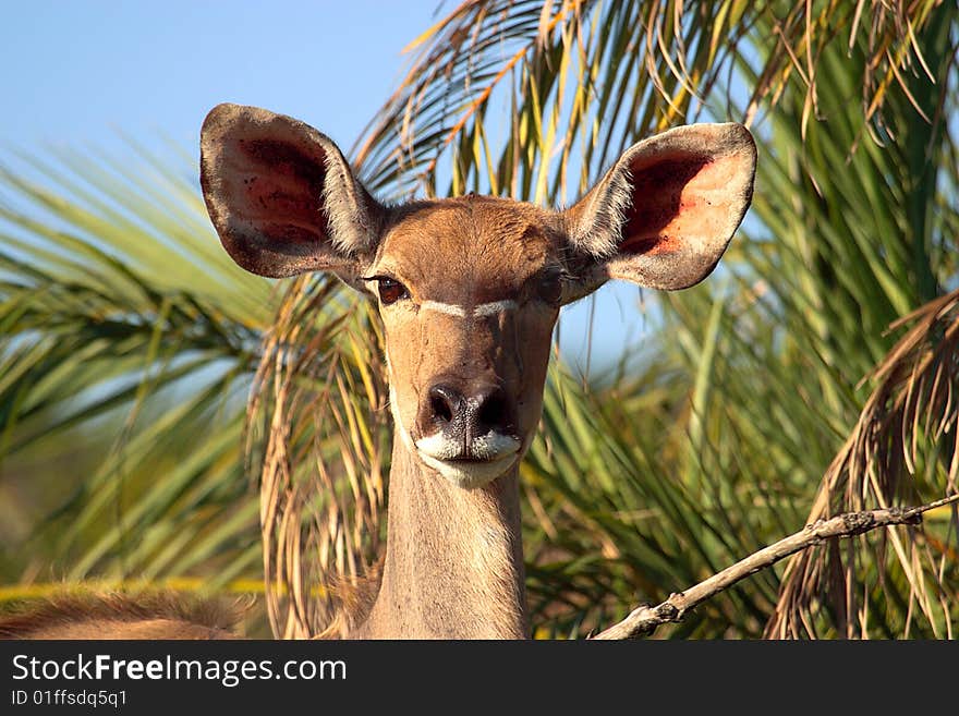 Female Kudu