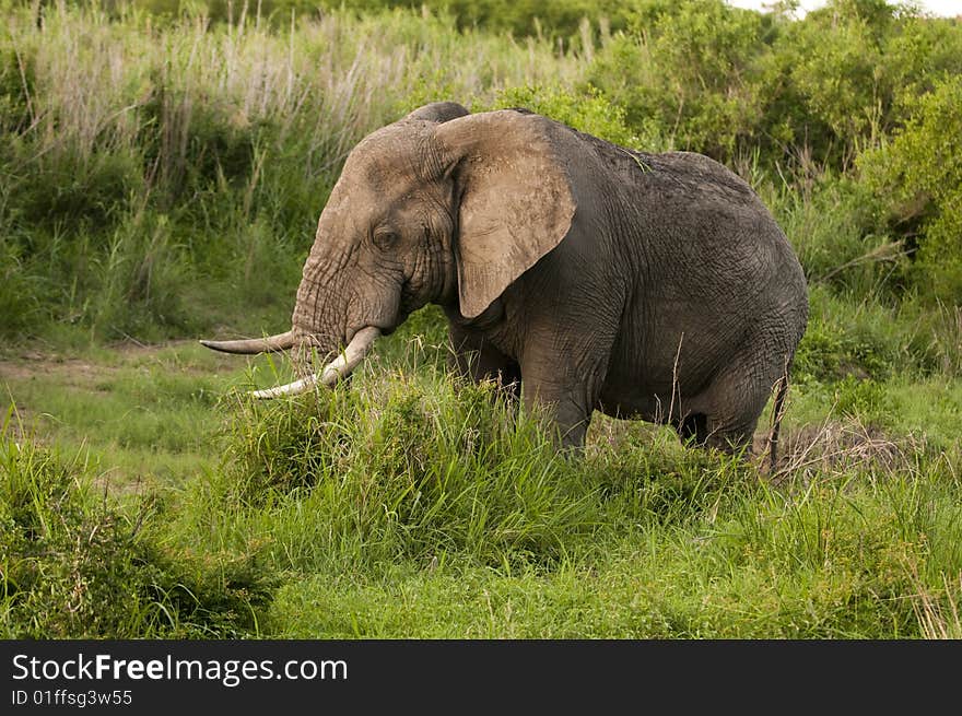 Male elephant in Kruger Park