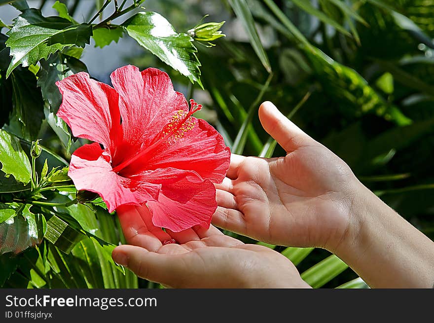 Hands Assistant to support the flower of the photo. Hands Assistant to support the flower of the photo