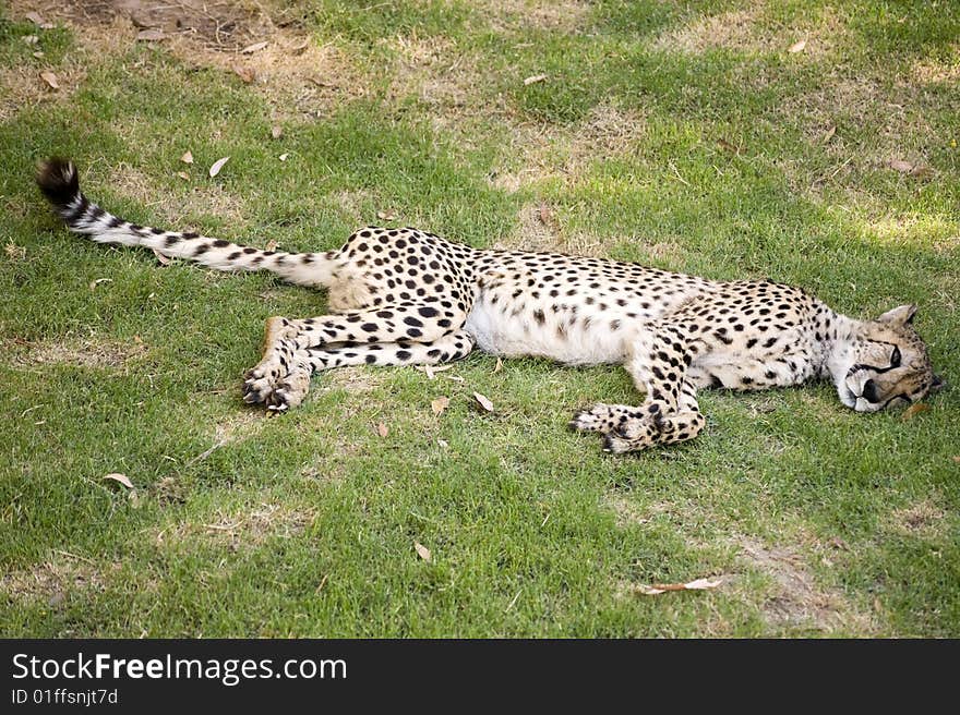 Cheetah resting