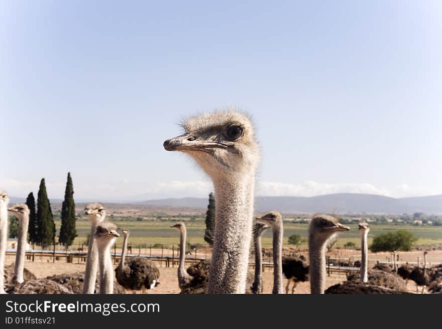 Ostrich of South Africa