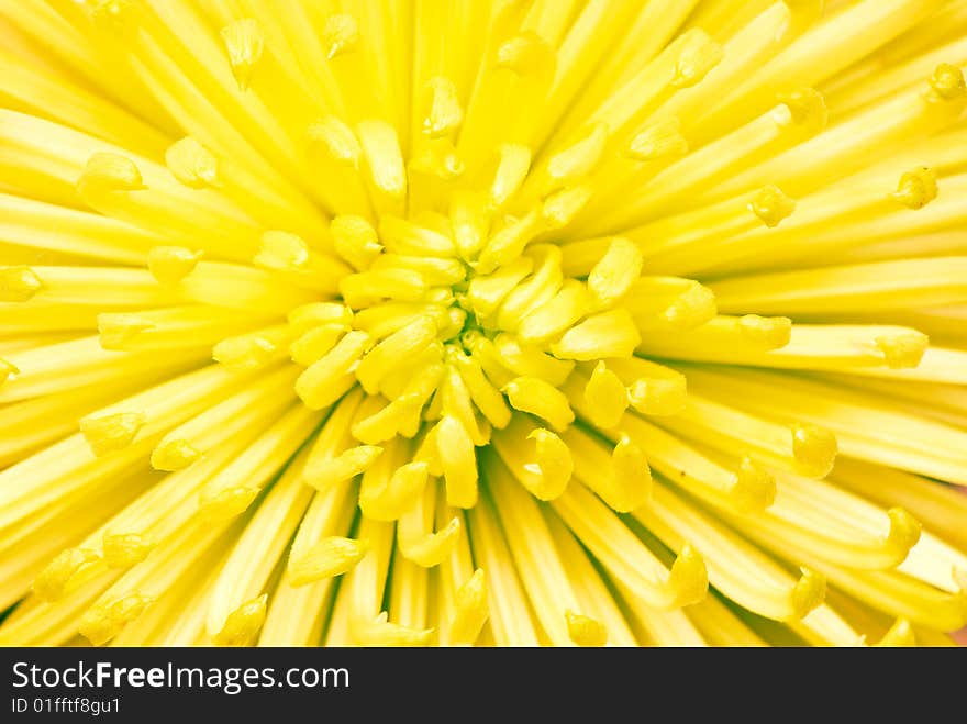 Chrysanthemum