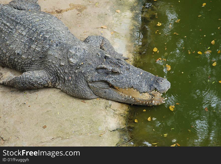 Crocodile farm, Thailand