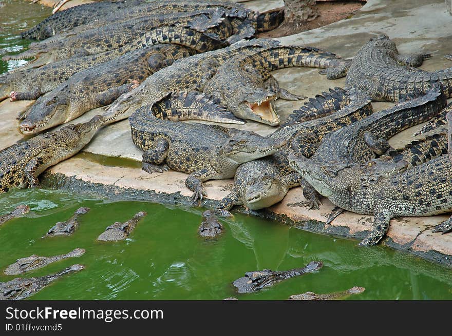 Crocodile farm, Thailand