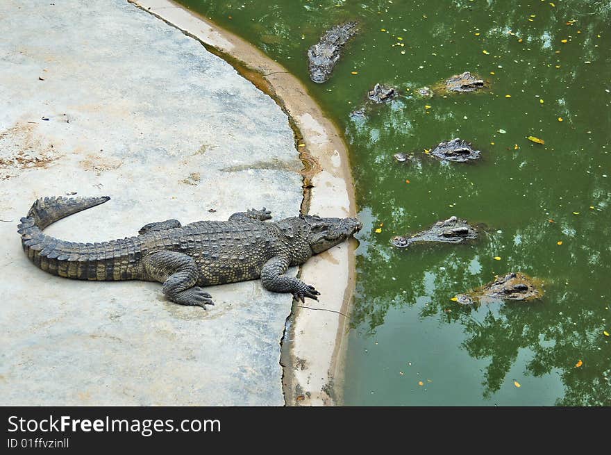 Crocodile Farm. Thailand