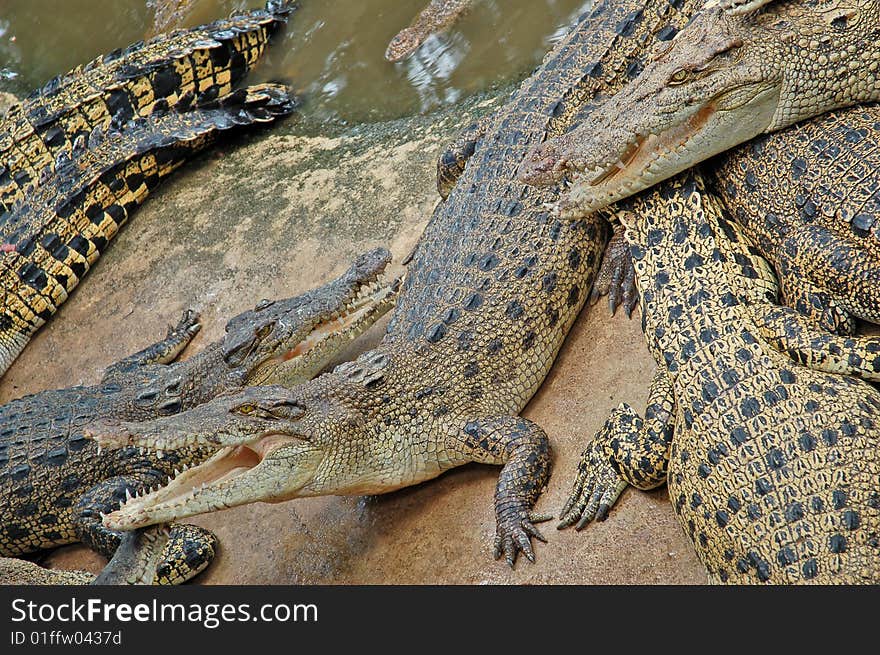 Crocodile farm. Thailand