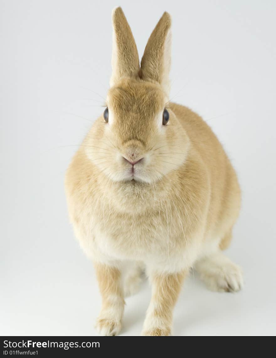 Baby of Netherland dwarf orange color. Baby of Netherland dwarf orange color