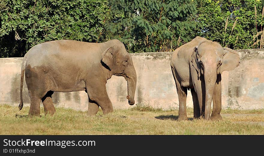 Asian Elephants