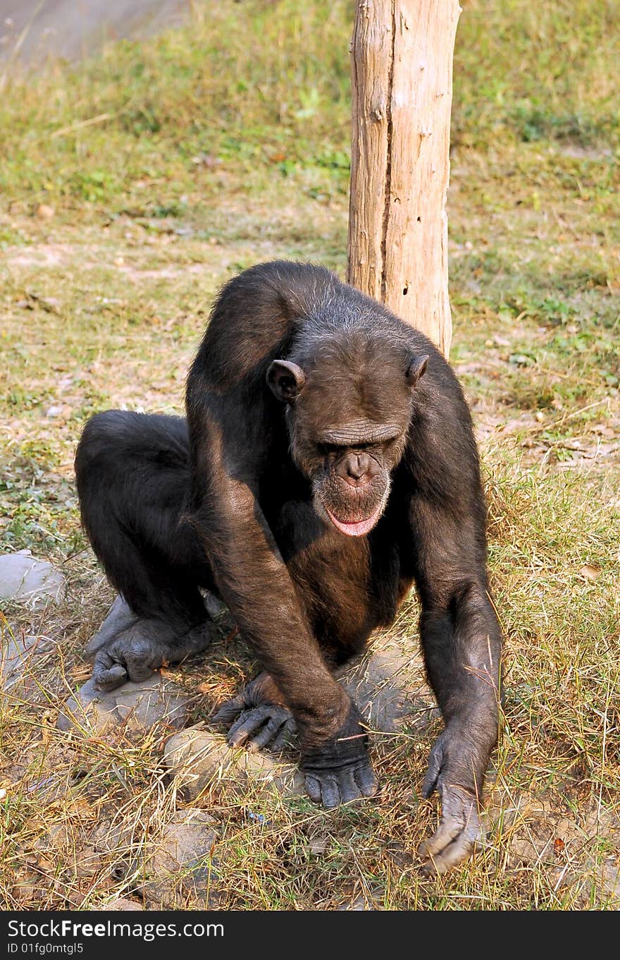 Chimpanzee looking great in green grass.