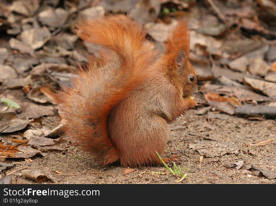 Euroasian red squirrel (Sciurus vulgaris) eating a nut while standing on the ground - winter time. Euroasian red squirrel (Sciurus vulgaris) eating a nut while standing on the ground - winter time