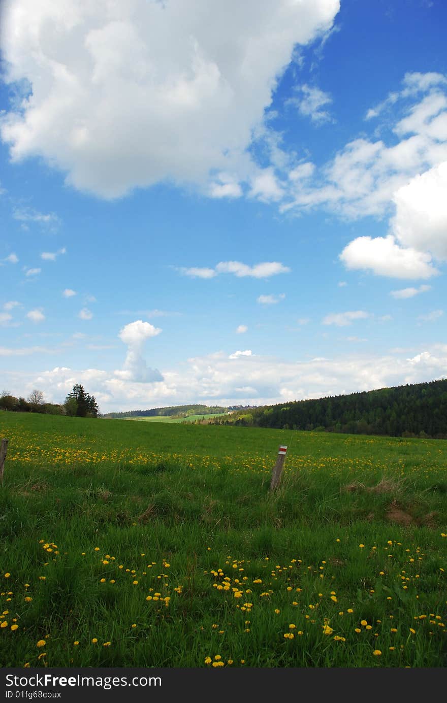 An image of a meadow with dandellions and the forest in the back part. Southern part of the Czech Republic. An image of a meadow with dandellions and the forest in the back part. Southern part of the Czech Republic.