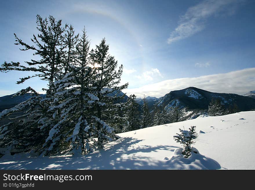 Alpine Halo