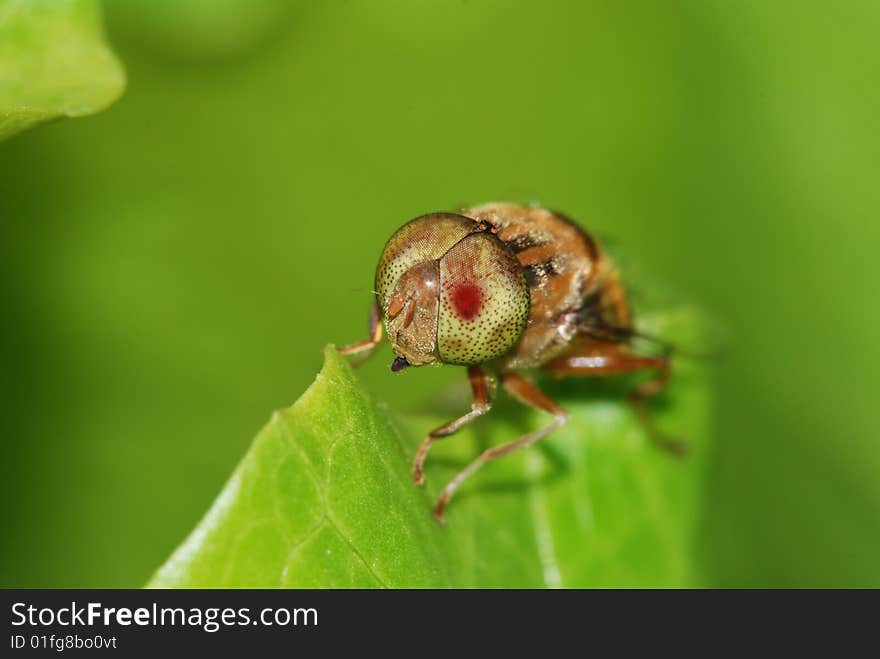 Green spot item of bud musca