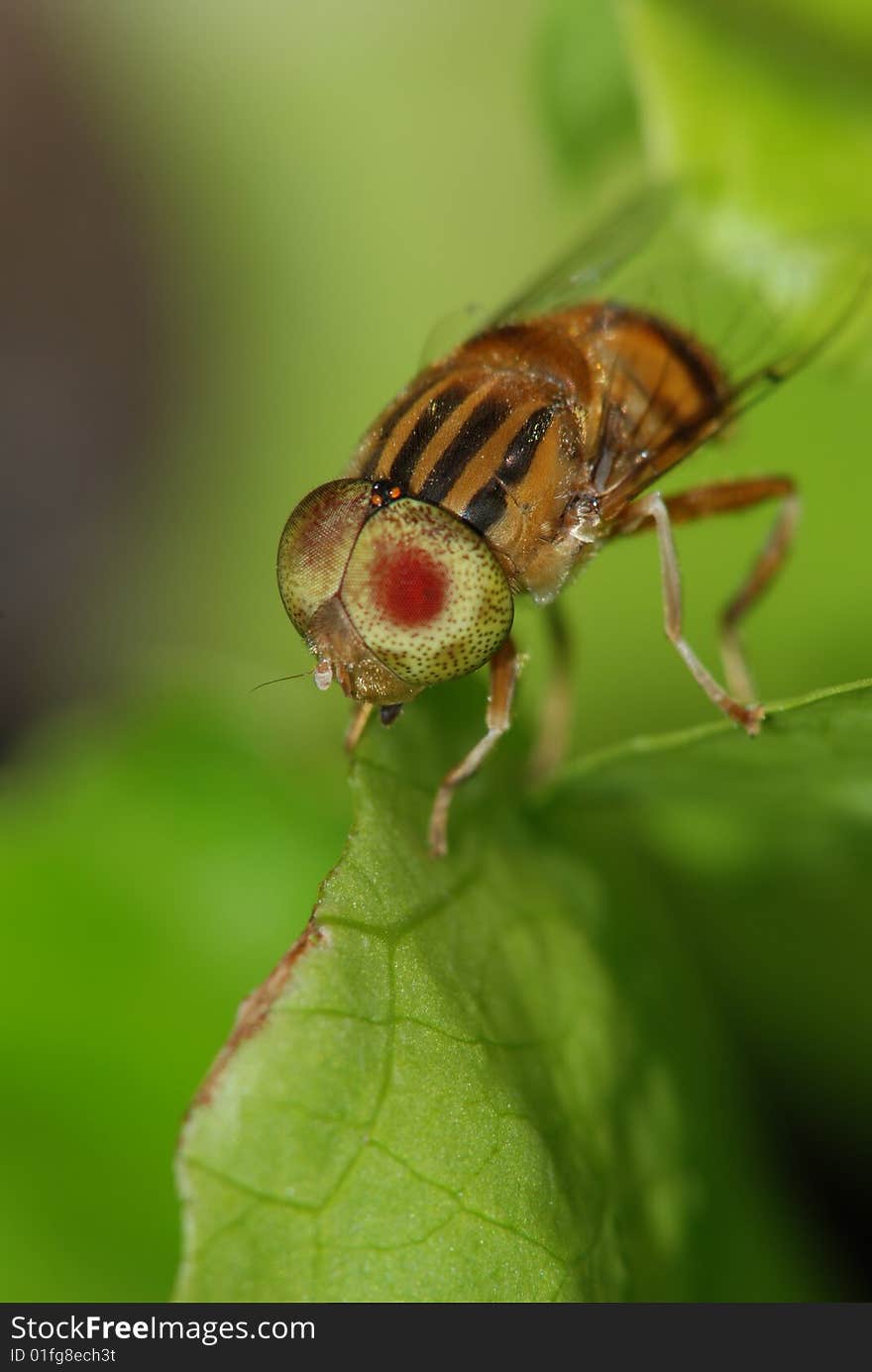 Green Spot Item Of Bud Musca