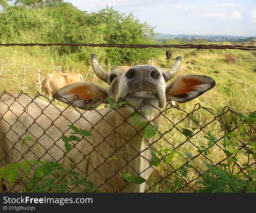 Cow in the country smiling behind fence. Cow in the country smiling behind fence