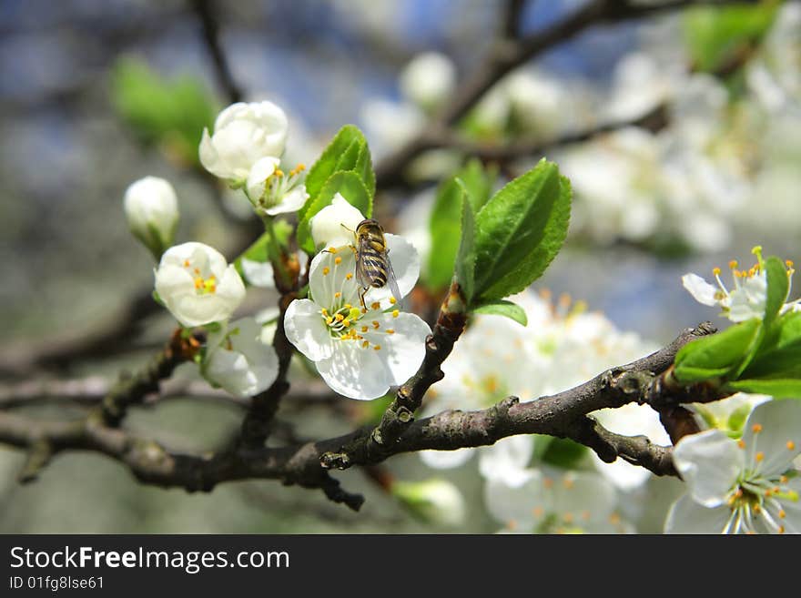 Bee on a white flower on apple tree. Bee on a white flower on apple tree