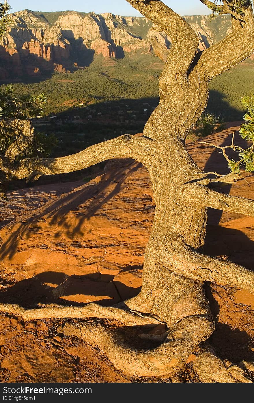 Tree at Sunset