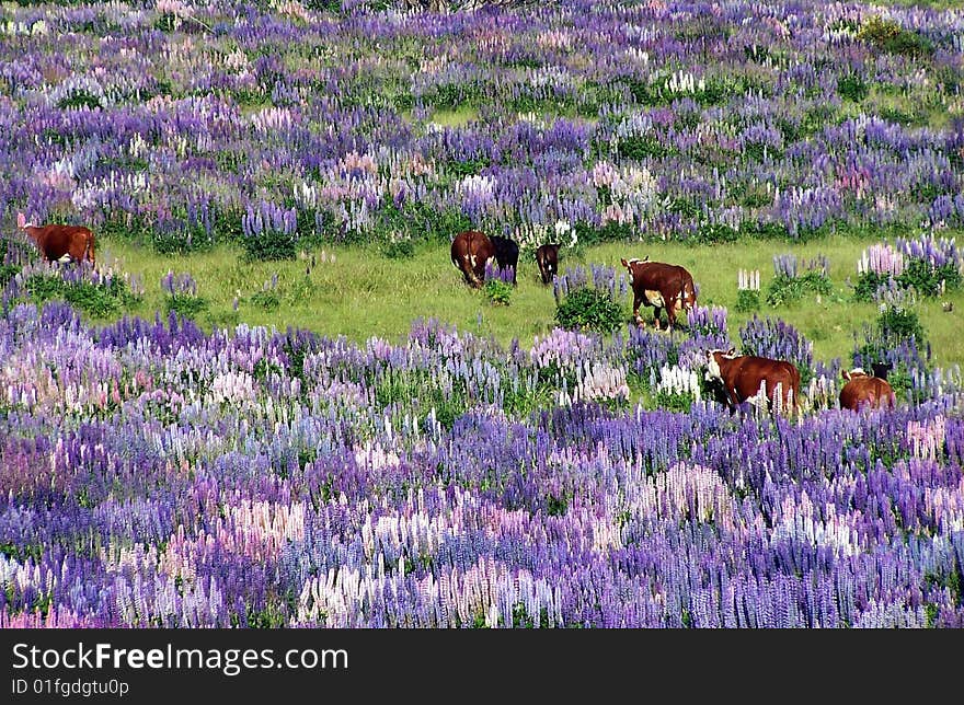 Cattle roaming through the lupin field