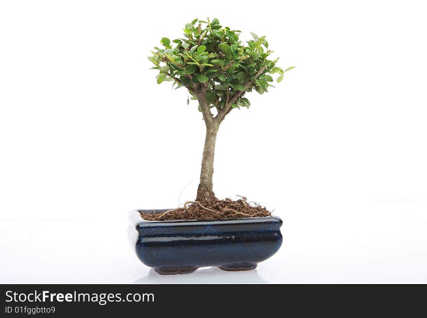 A small japanese bonsai tree in a pot isolated on white with copy space. A small japanese bonsai tree in a pot isolated on white with copy space