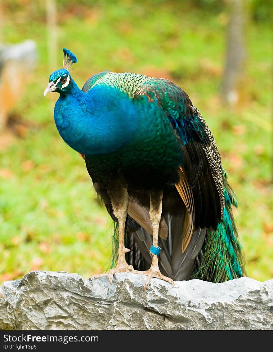 Peacock Perched on Boulder