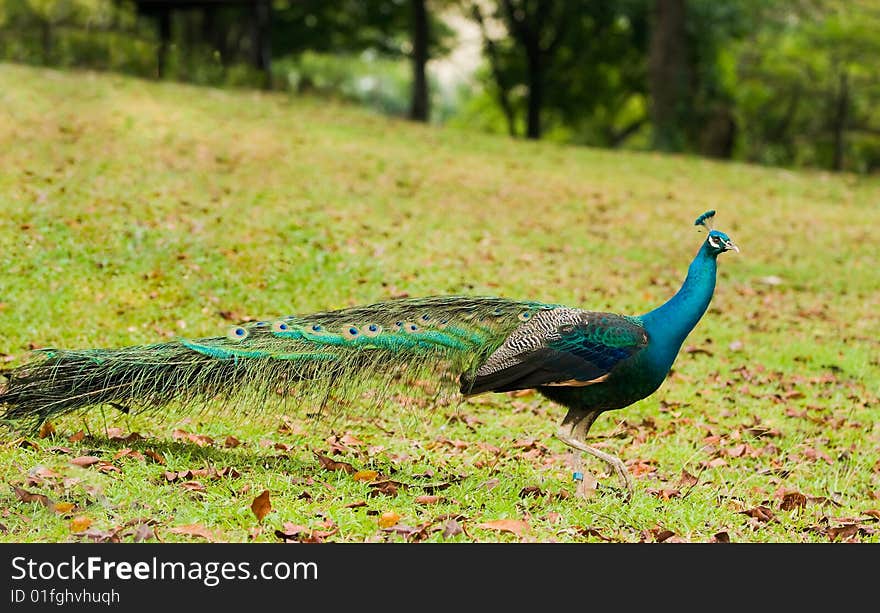 Peacock Strutting in Open Field