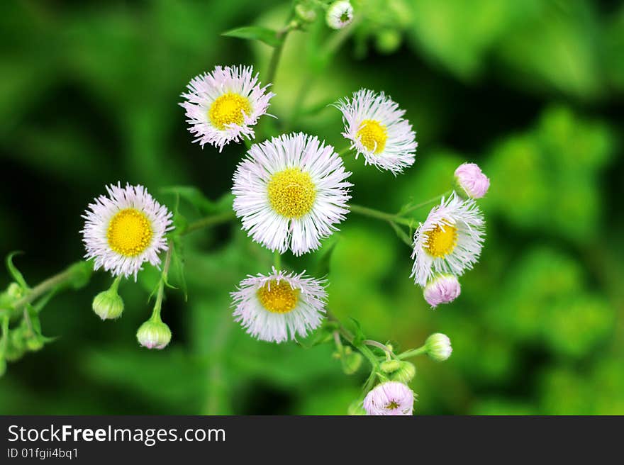 Unknown name flower outer door