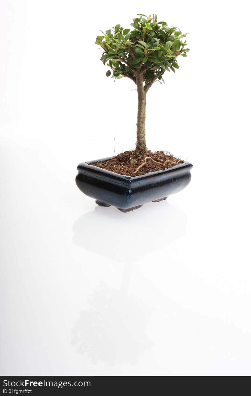 A small japanese bonsai tree in a pot isolated on white with copy space