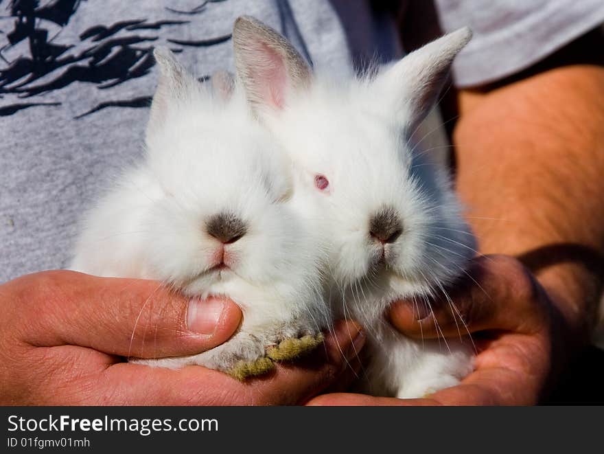 White Bunnies