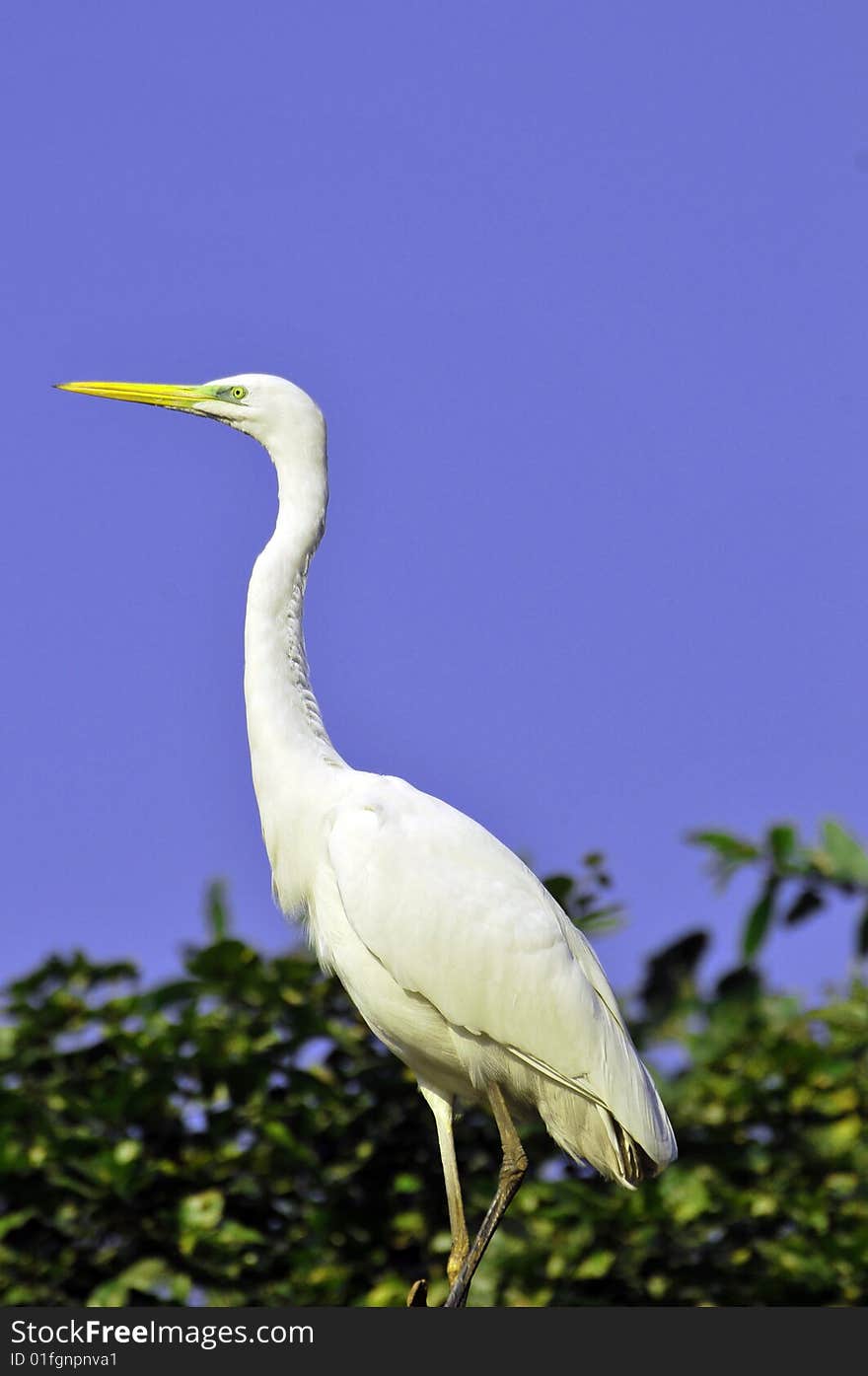 White crowned heron standing on the tree.