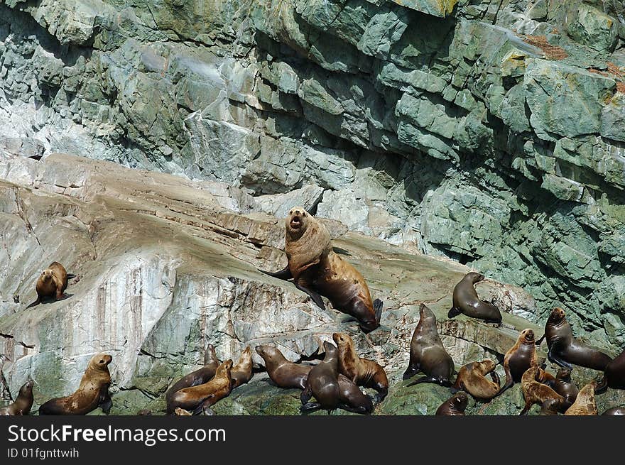 Sea lions on rocks