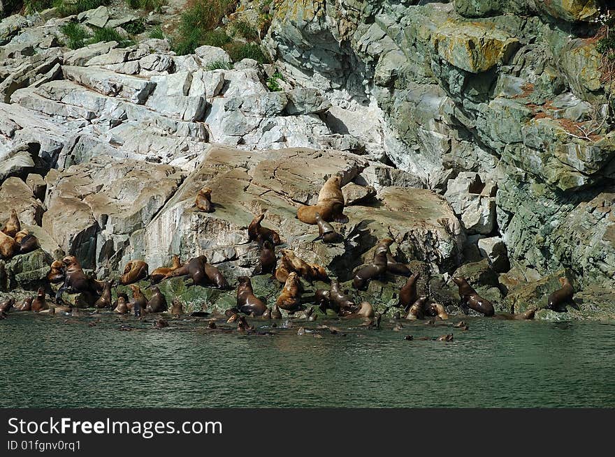 Sea lions on rocks