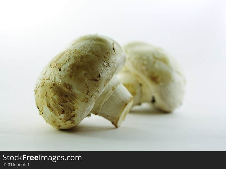 Closeup mushrooms